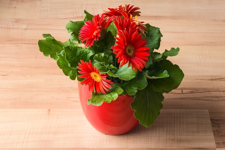 Gerbera Daisy