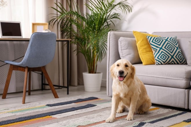 pet friendly flooring